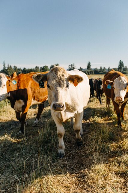 Stocker Cattle